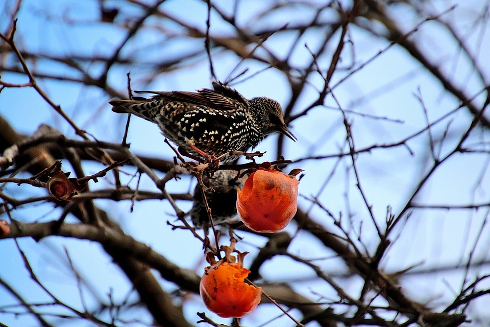 La brújula de la ciencia: Similitudes y diferencias del canto de los pájaros con el lenguaje humano La brújula de la ciencia: Similitudes y diferencias del canto de los pájaros con el lenguaje humano