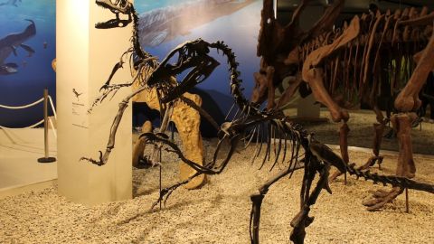 Reproducci&oacute;n de especie de dinosaurios en el Museo Paleontol&oacute;gico de Elche.