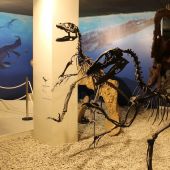 Reproducción de especie de dinosaurios en el Museo Paleontológico de Elche.