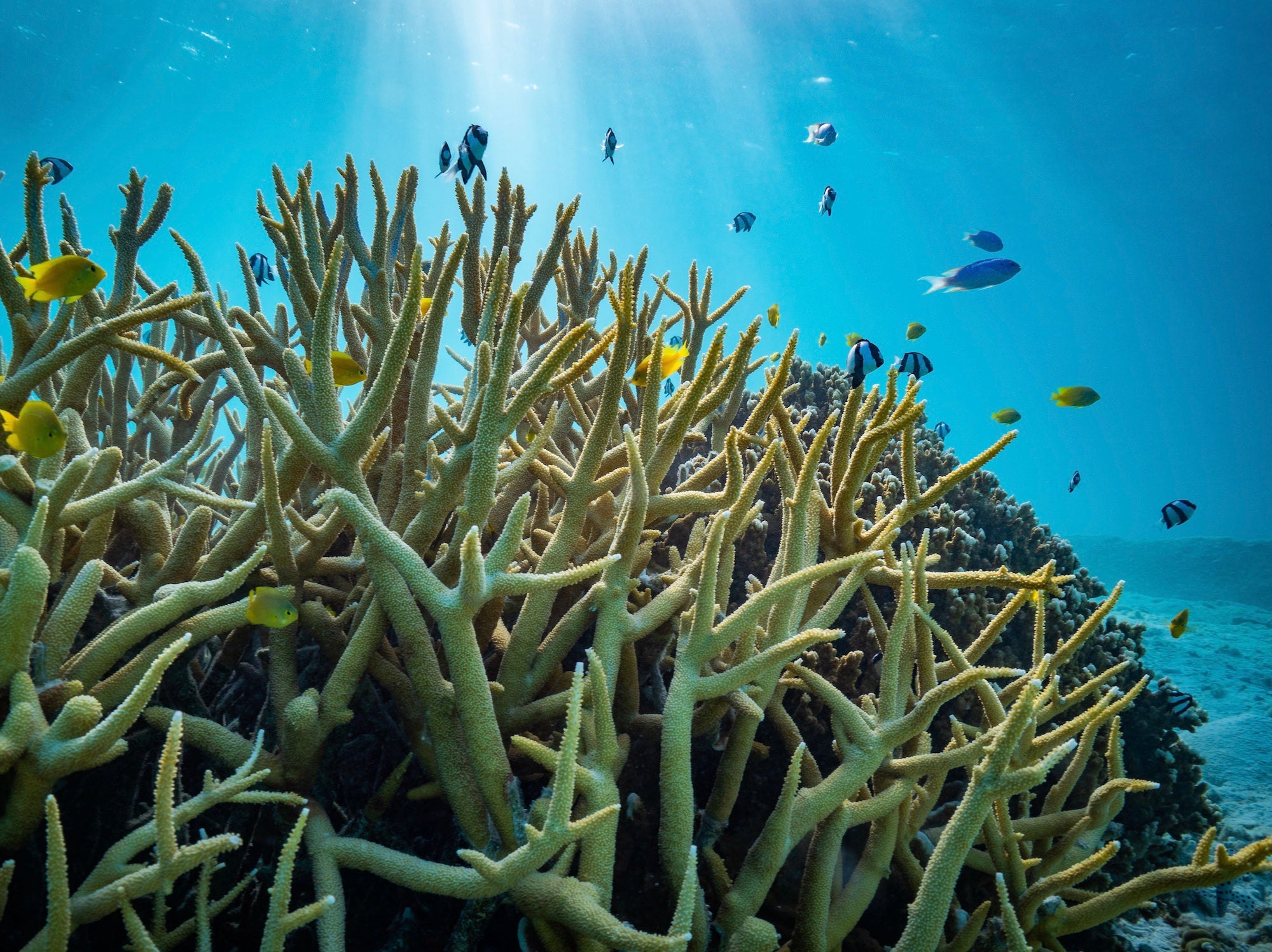 ¿La Covid-19 ha supuesto un mayor número de plásticos en los océanos? ¿La Covid-19 ha supuesto un mayor número de plásticos en los océanos?
