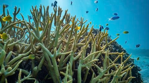 La acidificacion de los oceanos no afecta al comportamiento de los peces