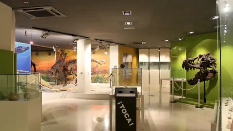 Sala expositiva del Museo Paleontológico de Elche. Sala expositiva del Museo Paleontológico de Elche.