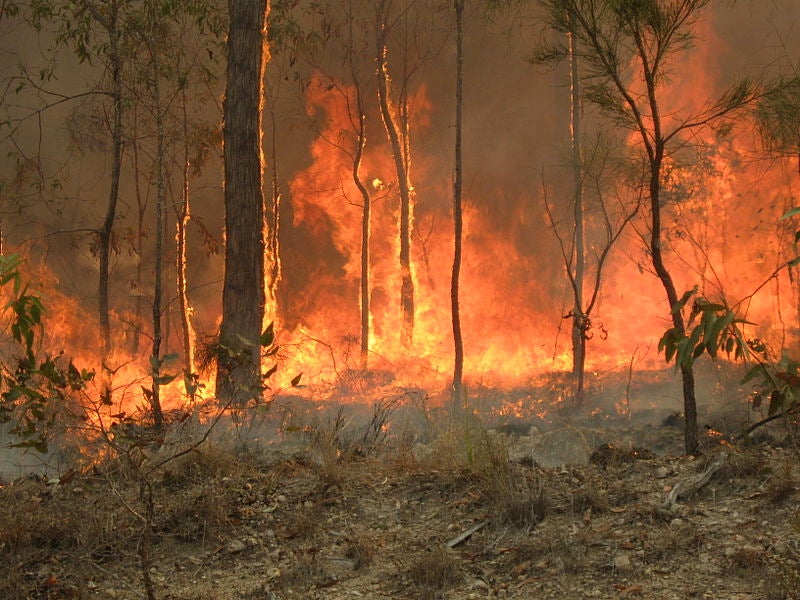Rubio Mielgo: "El 95% de los incendios de Palencia son causados por la intervención del hombre" Rubio Mielgo: "El 95% de los incendios de Palencia son causados por la intervención del hombre"
