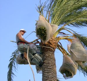 Un palmerero en tareas de mantenimiento de una palmera datilera en Elche. Un palmerero en tareas de mantenimiento de una palmera datilera en Elche.