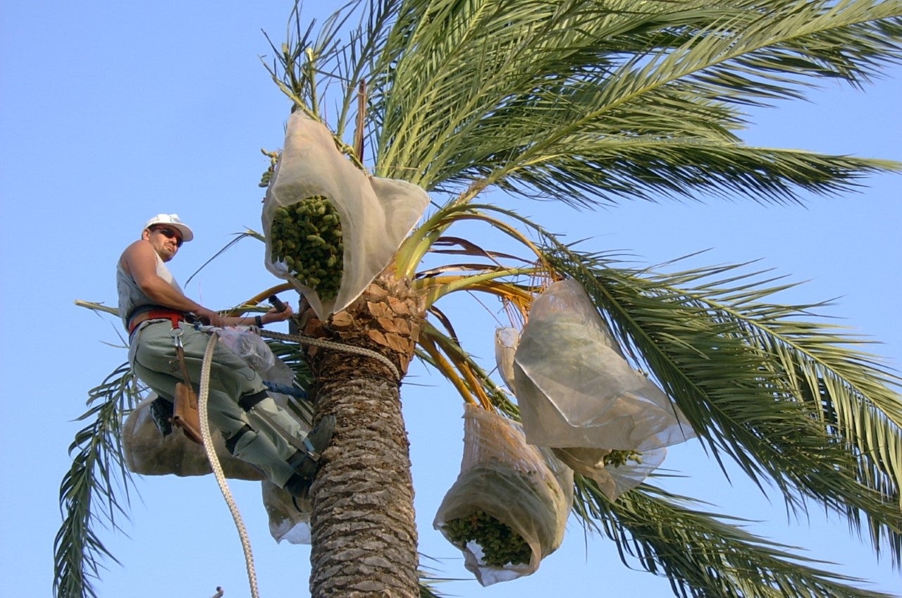 Unesco declara Patrimonio de la Humanidad la palmera datilera en países árabes y Apelx insta que se pida que también lo sean las de Elche Unesco declara Patrimonio de la Humanidad la palmera datilera en países árabes y Apelx insta que se pida que también lo sean las de Elche