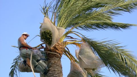 Un palmerero en tareas de mantenimiento de una palmera datilera en Elche.