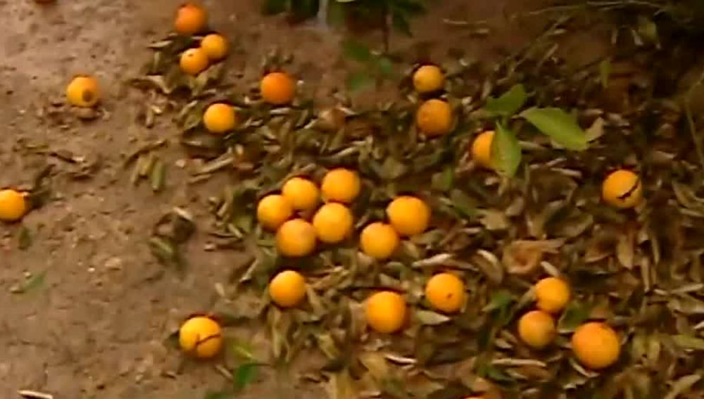 El temporal destroza las cosechas de naranjas en el litoral valenciano