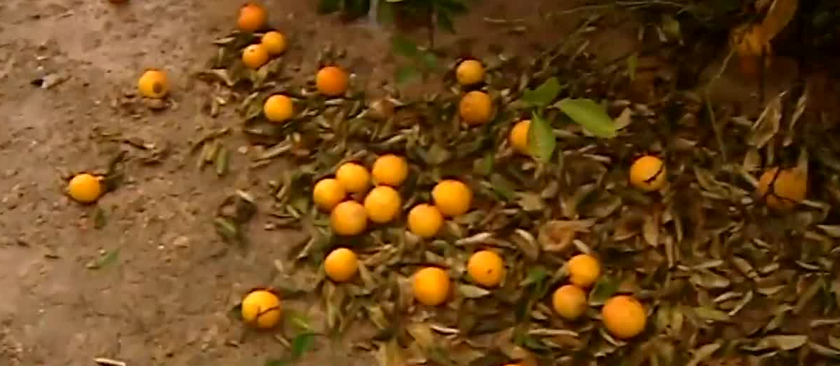 La Unió pide medidas más estrictas para erradicar la plaga del cotonet La Unió pide medidas más estrictas para erradicar la plaga del cotonet