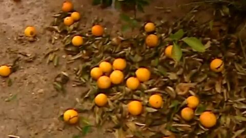 El temporal destroza las cosechas de naranjas en el litoral valenciano