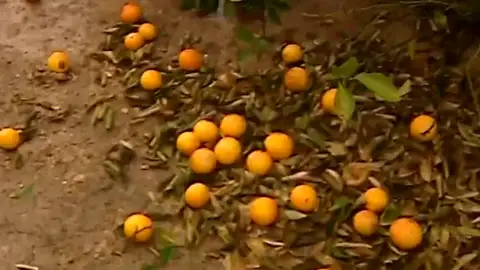 El temporal destroza las cosechas de naranjas en el litoral valenciano El temporal destroza las cosechas de naranjas en el litoral valenciano