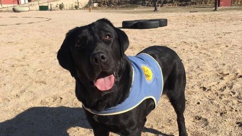 Pocahontas, perra desaparecida