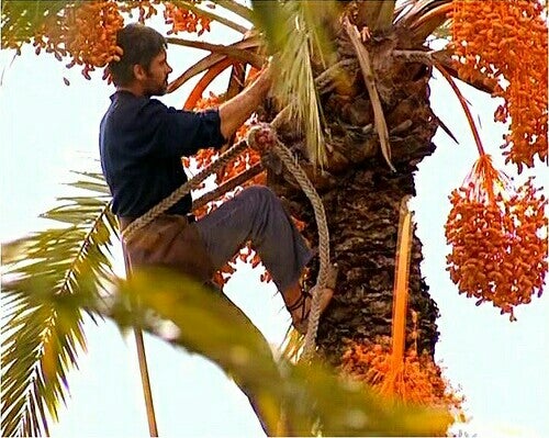 Palmerero en una palmera datilera de Elche. Palmerero en una palmera datilera de Elche.