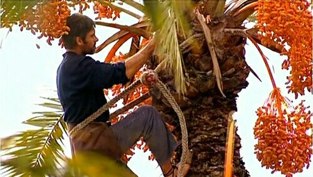 Palmerero en una palmera datilera de Elche. Palmerero en una palmera datilera de Elche.