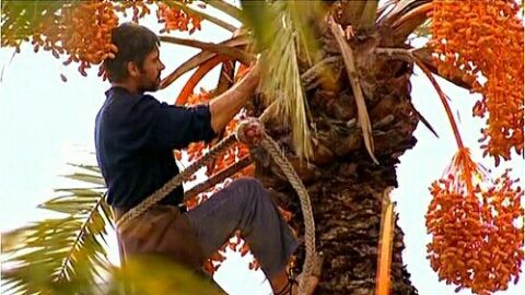 Palmerero en una palmera datilera de Elche.