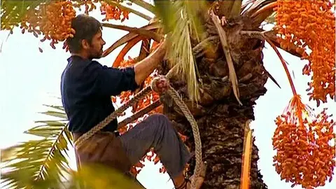 Palmerero en una palmera datilera de Elche. Palmerero en una palmera datilera de Elche.