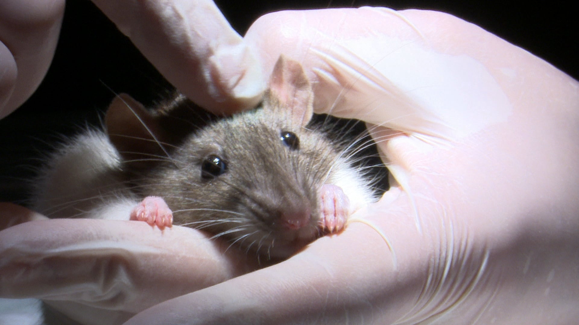 Científicos devuelven la vista durante ocho meses a ratas ciegas gracias a una retina artificial Científicos devuelven la vista durante ocho meses a ratas ciegas gracias a una retina artificial