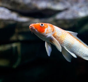 Pez Koi Pez Koi