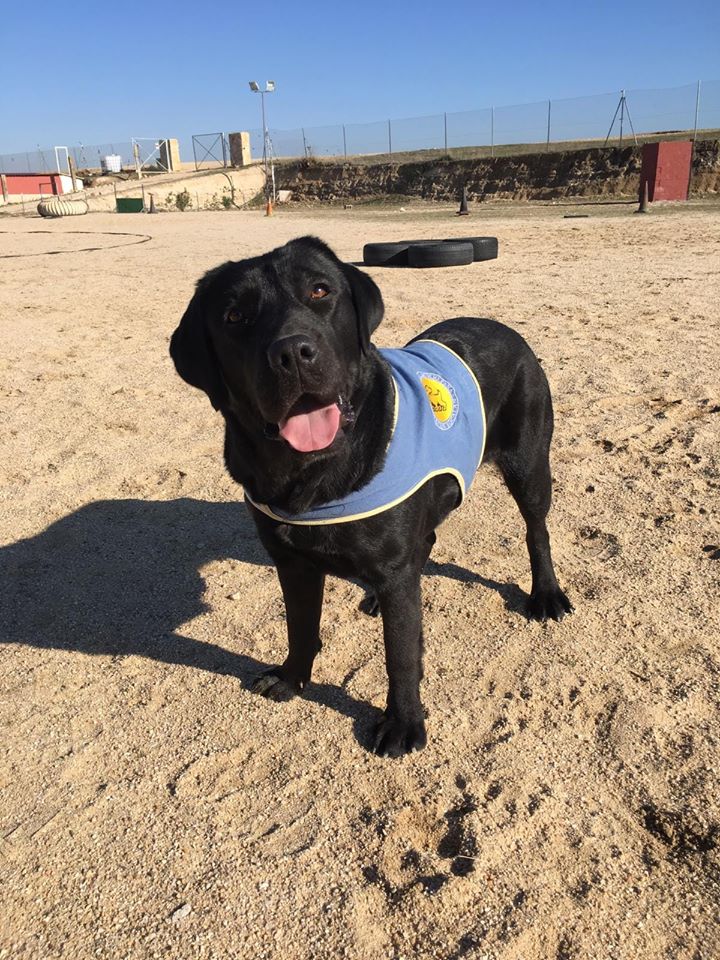 Entrenador de la perra robada en Aranjuez: "Esperamos que con la recompensa de 800 €, la perra aparezca pronto" Entrenador de la perra robada en Aranjuez: "Esperamos que con la recompensa de 800 €, la perra aparezca pronto"