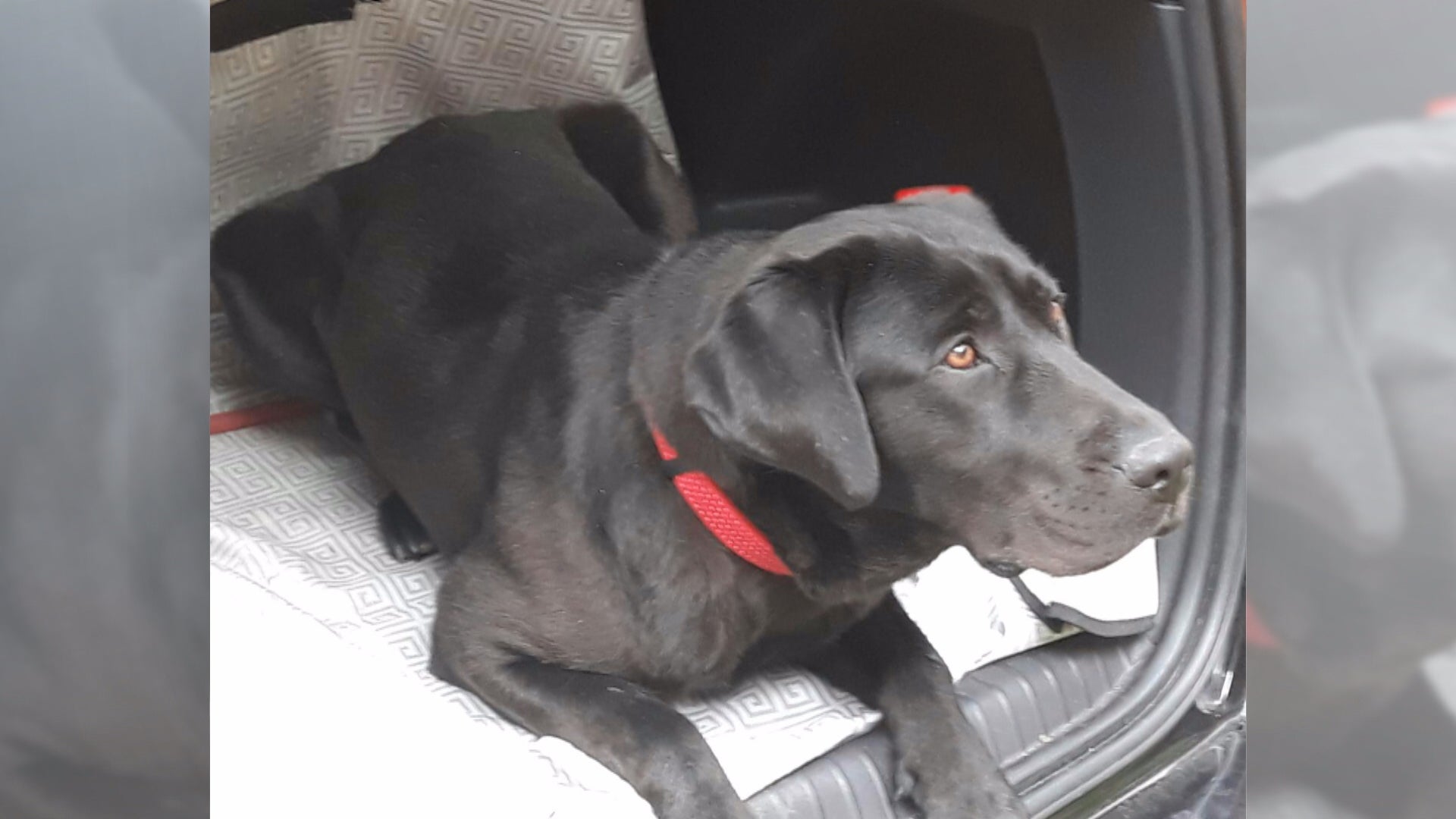 Alberto de la Torre sobre el falso secuestro de Pocahontas: “No creo que haya sido por el dinero, creo que es más emocional” Alberto de la Torre sobre el falso secuestro de Pocahontas: “No creo que haya sido por el dinero, creo que es más emocional”