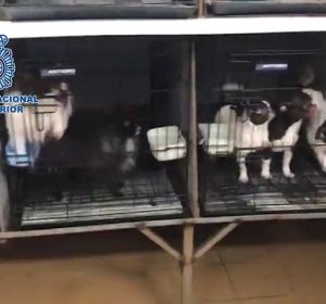 Desmantelados en Madrid dos criaderos ilegales con 270 chihuahuas Desmantelados en Madrid dos criaderos ilegales con 270 chihuahuas