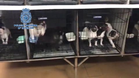 Desmantelados en Madrid dos criaderos ilegales con 270 chihuahuas