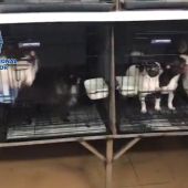 Desmantelados en Madrid dos criaderos ilegales con 270 chihuahuas