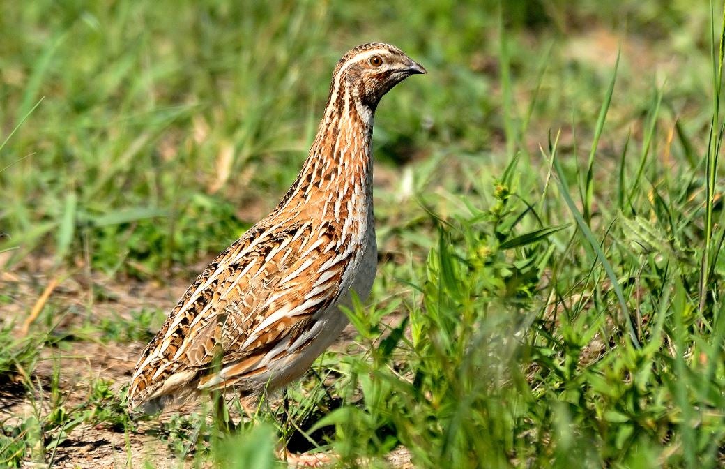 SEO/BirdLife pide a la Junta que excluya de la caza a especies en declive poblacional como serían la tórtola y la codorniz SEO/BirdLife pide a la Junta que excluya de la caza a especies en declive poblacional como serían la tórtola y la codorniz