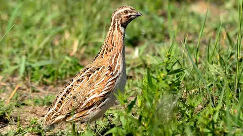 España reduce hasta un 74 % la caza y captura ilegal de aves desde 2020 La codorniz la pérdida anual de miles de ejemplares que deberían estar protegidos.