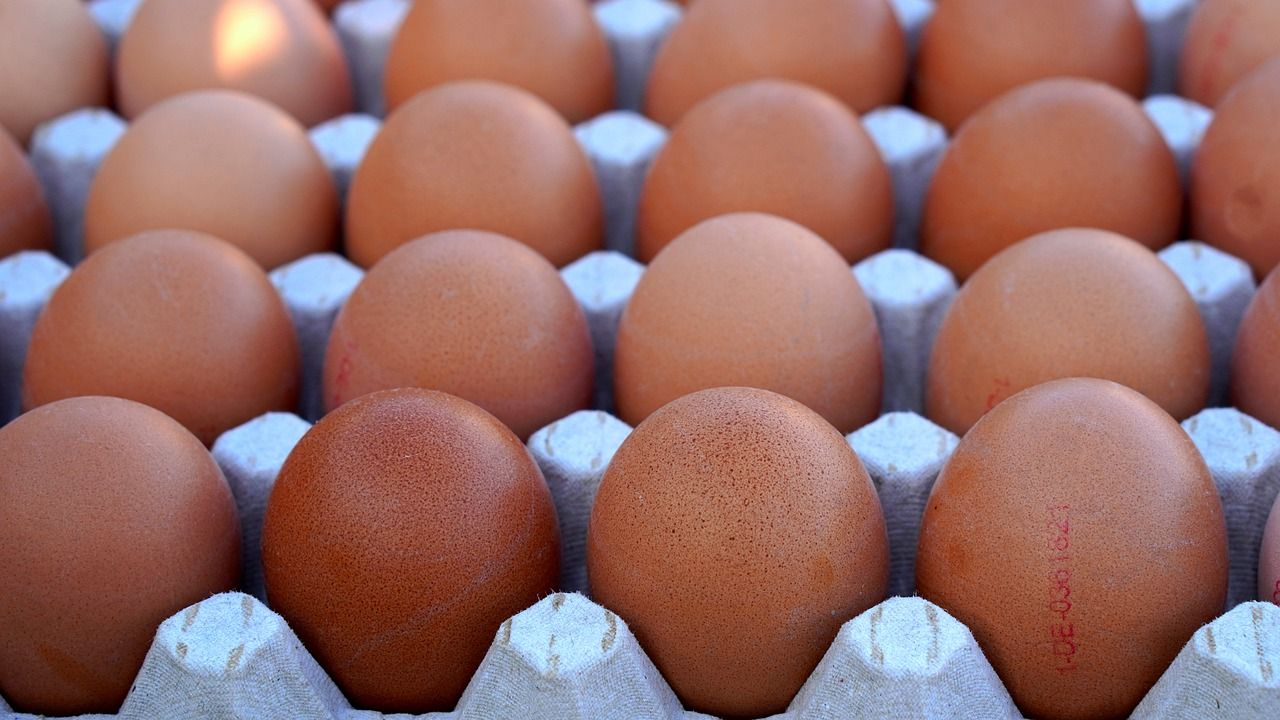 A Que Hora Ponen Los Huevos Las Canarias
