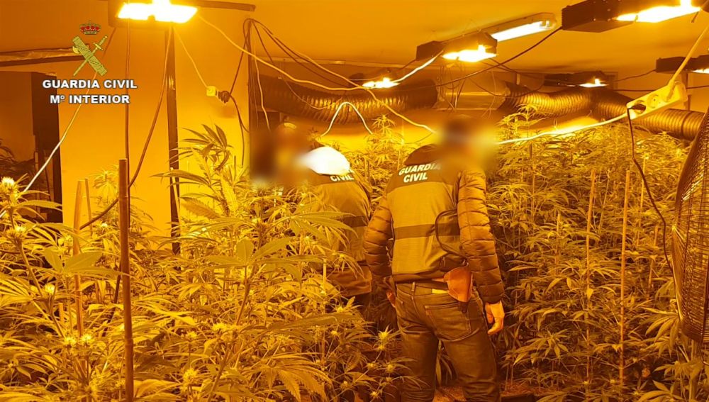 Agentes de la Guardia Civil en una de las plantaciones de marihuana desmanteladas.