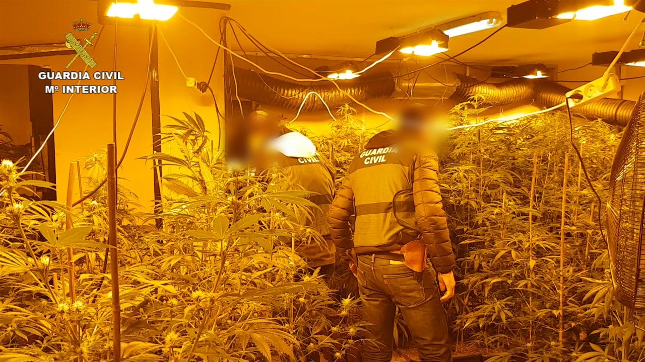 La Guardia Civil desarticula un grupo dedicado a la modificación genética de marihuana que tenía en Elche su principal centro La Guardia Civil desarticula un grupo dedicado a la modificación genética de marihuana que tenía en Elche su principal centro