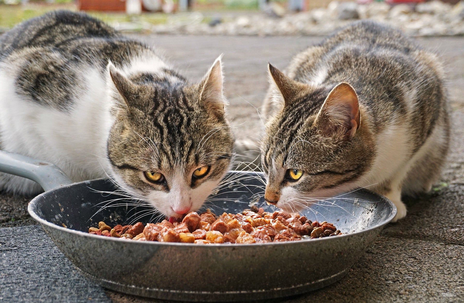 ¿Por qué mi gato ha dejado de comer como antes si el veterinario no encuentra nada en su boca? ¿Por qué mi gato ha dejado de comer como antes si el veterinario no encuentra nada en su boca?
