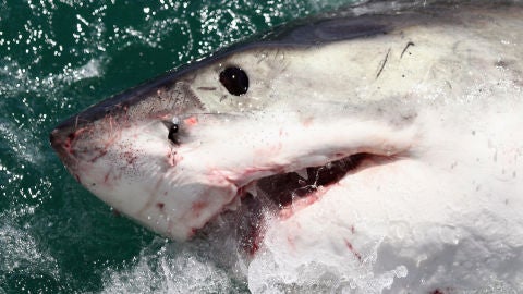 El tibur&oacute;n, uno de los animales m&aacute;s peligrosos que habita en el planeta