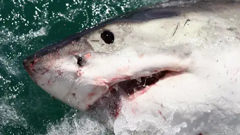 El tiburón, uno de los animales más peligrosos que habita en el planeta El tiburón, uno de los animales más peligrosos que habita en el planeta
