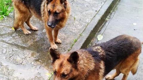 Los dos perros que buscan un hogar porque su due&ntilde;o est&aacute; enfermo