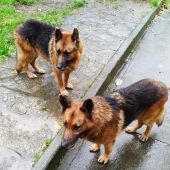 Los dos perros que buscan un hogar porque su dueño está enfermo