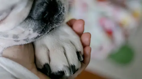 Muere un niño al intentar salvar a su perro Animal