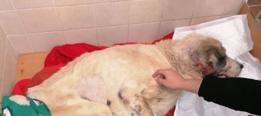 Ragnar, el mastín maltratado encontrado en Elche. Ragnar, el mastín maltratado encontrado en Elche.