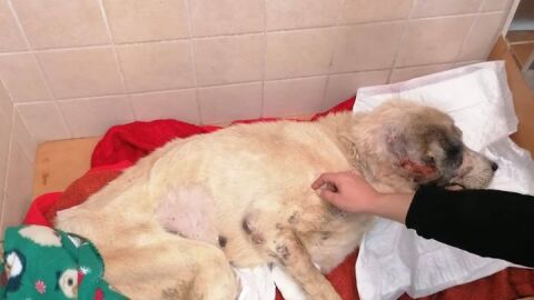 Ragnar, el mast&iacute;n maltratado encontrado en Elche.
