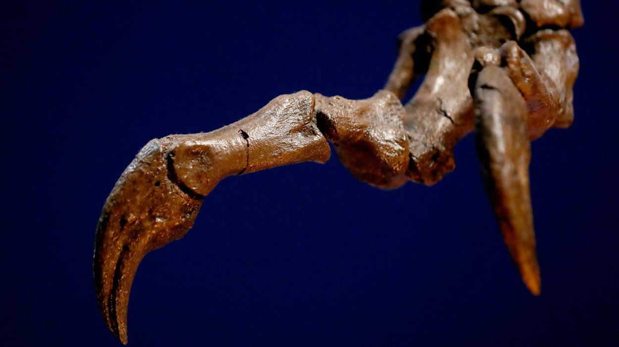 Identifican una nueva especie de dinosaurio Identifican una nueva especie de dinosaurio