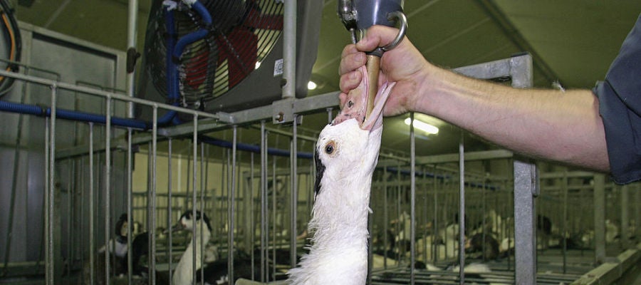 Una oca es alimentada en una granja para la producción de foie gras Una oca es alimentada en una granja para la producción de foie gras