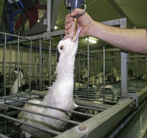 Una oca es alimentada en una granja para la producción de foie gras Una oca es alimentada en una granja para la producción de foie gras