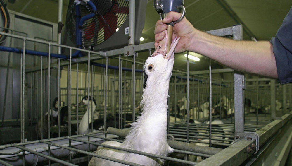Una oca es alimentada en una granja para la producción de foie gras