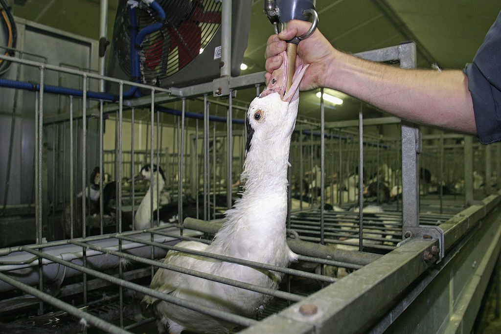 Una campaña denuncia la tortura a patos y ocas en la producción de foie gras: "Es como si a los humanos nos obligasen a comer 12 kg de pasta al día" Una campaña denuncia la tortura a patos y ocas en la producción de foie gras: "Es como si a los humanos nos obligasen a comer 12 kg de pasta al día"