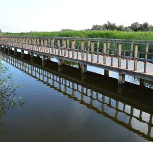 Parque Nacional de Las Tablas de Daimiel Parque Nacional de Las Tablas de Daimiel