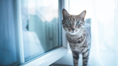 D&iacute;a del Gato