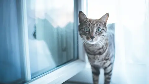 Imagen de archivo de un gato Día del Gato