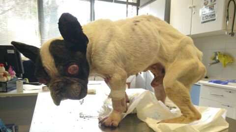 Bulldog franc&eacute;s abandonado en un contenedor de basura