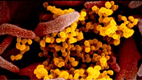 Coronavirus a vista de microscopio