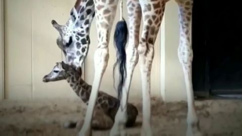Publican las primeras im&aacute;genes de la cr&iacute;a de jirafa reci&eacute;n nacida del Zoo de Barcelona
